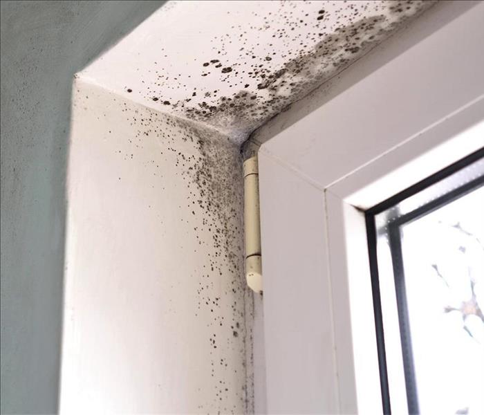 Mold forming in the corner of a white window frame